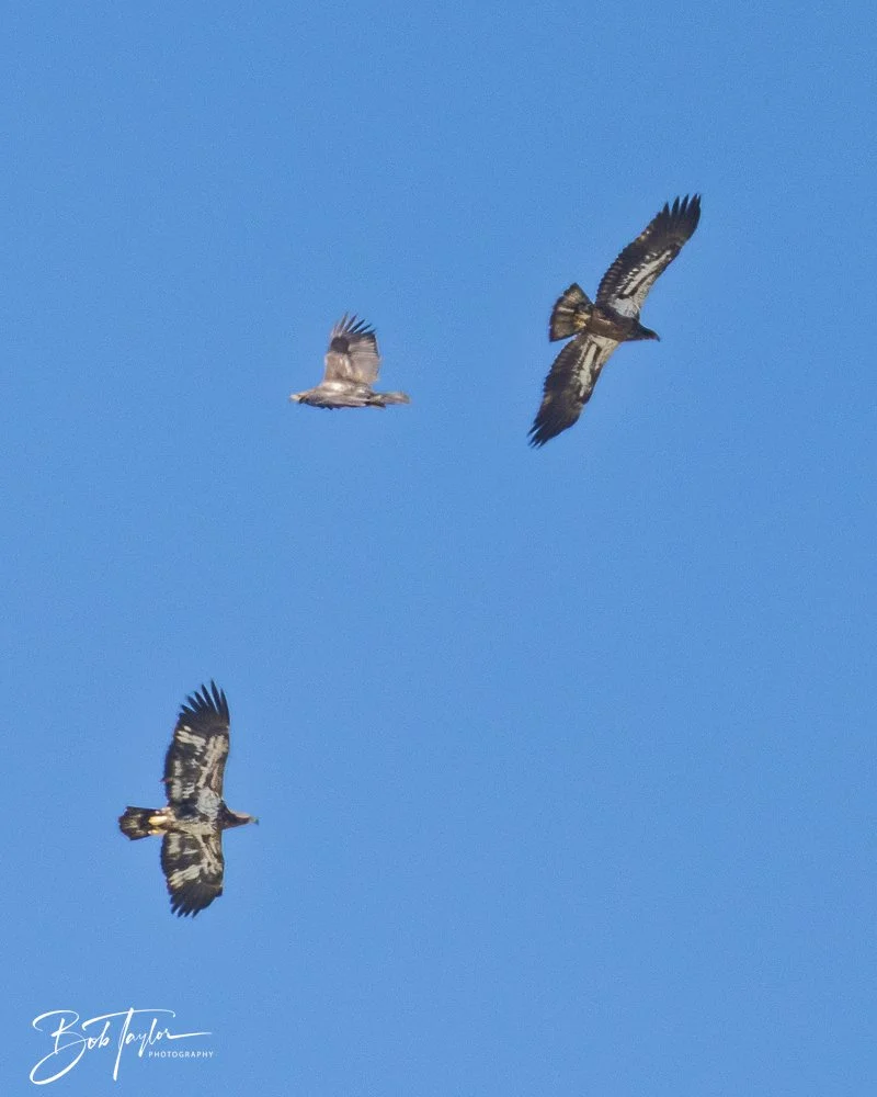 20251112-Cape San Blas All -88.jpg