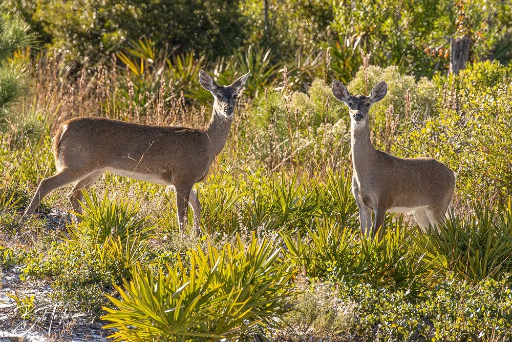 20251114-Cape San Blas All -215.jpg