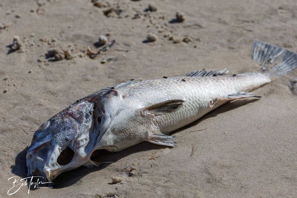 20251114-Cape San Blas All -206.jpg