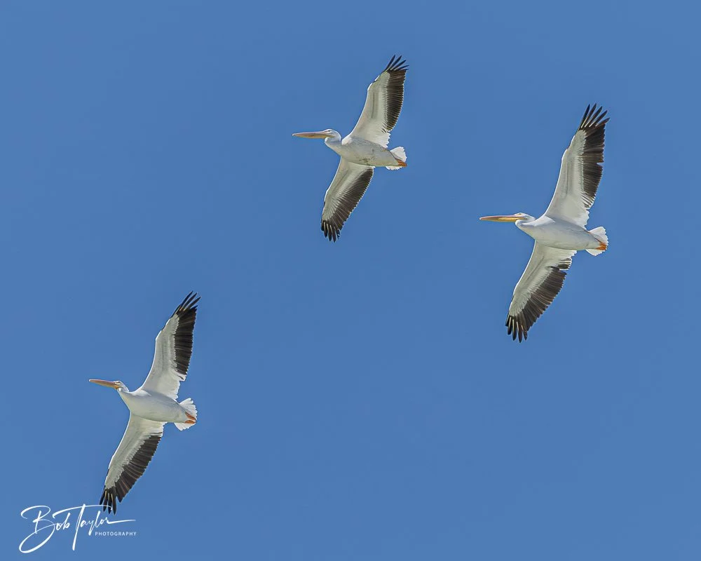 20251112-Cape San Blas All -79.jpg