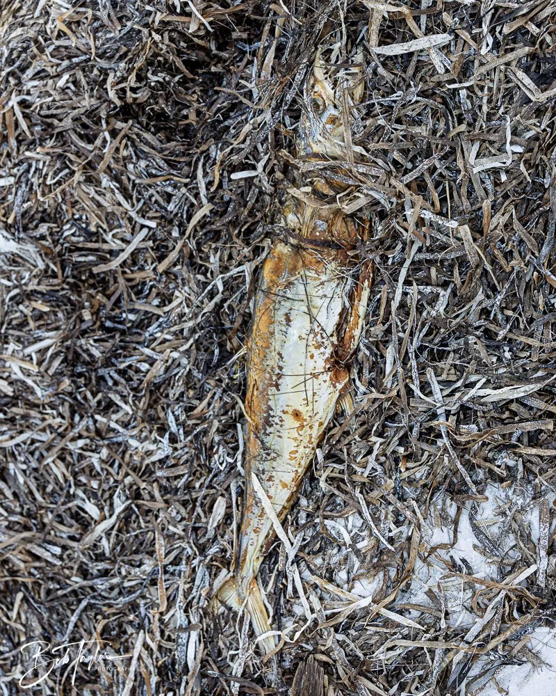 20251114-Cape San Blas All -227.jpg