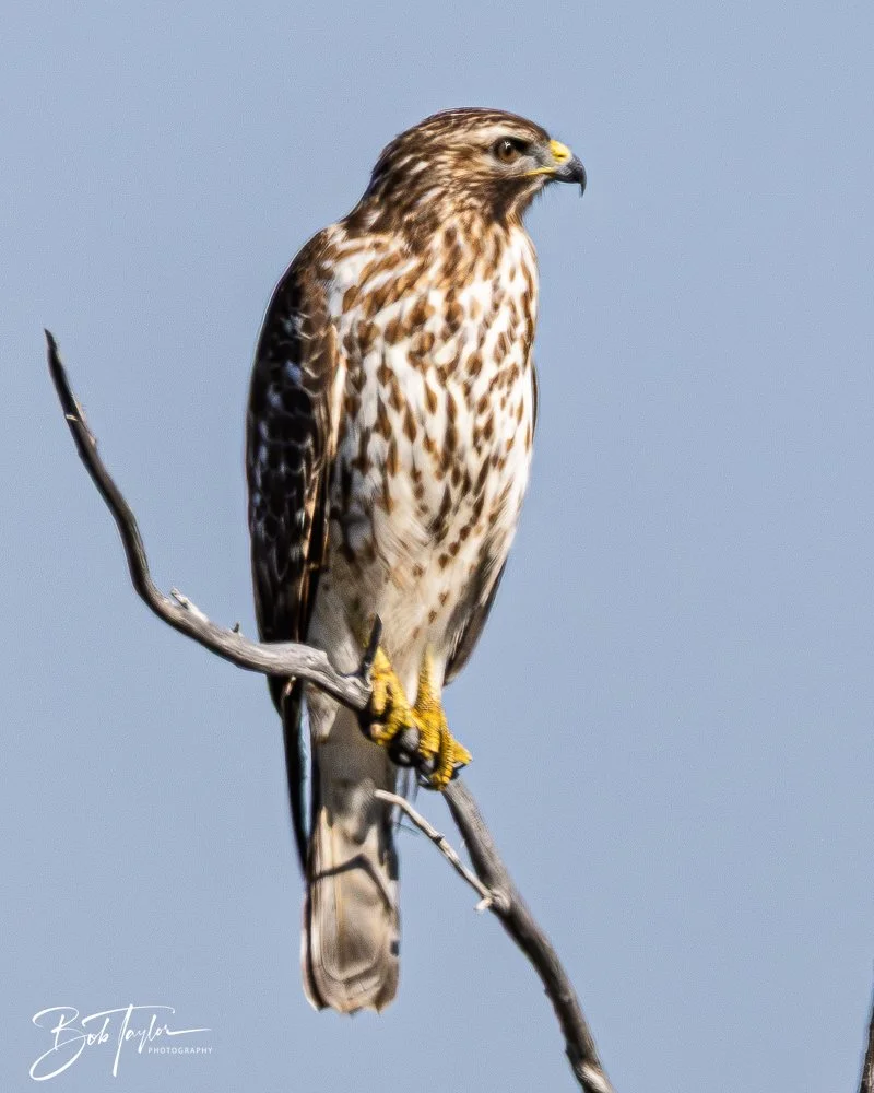 20251114-Cape San Blas All -191.jpg
