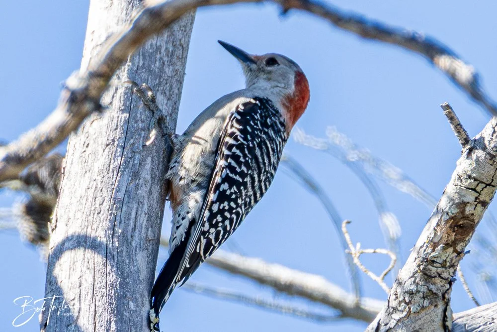 20251111-Cape San Blas All -34.jpg