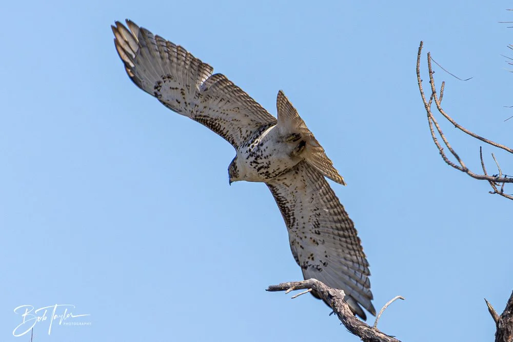 20251111-Cape San Blas All -52.jpg