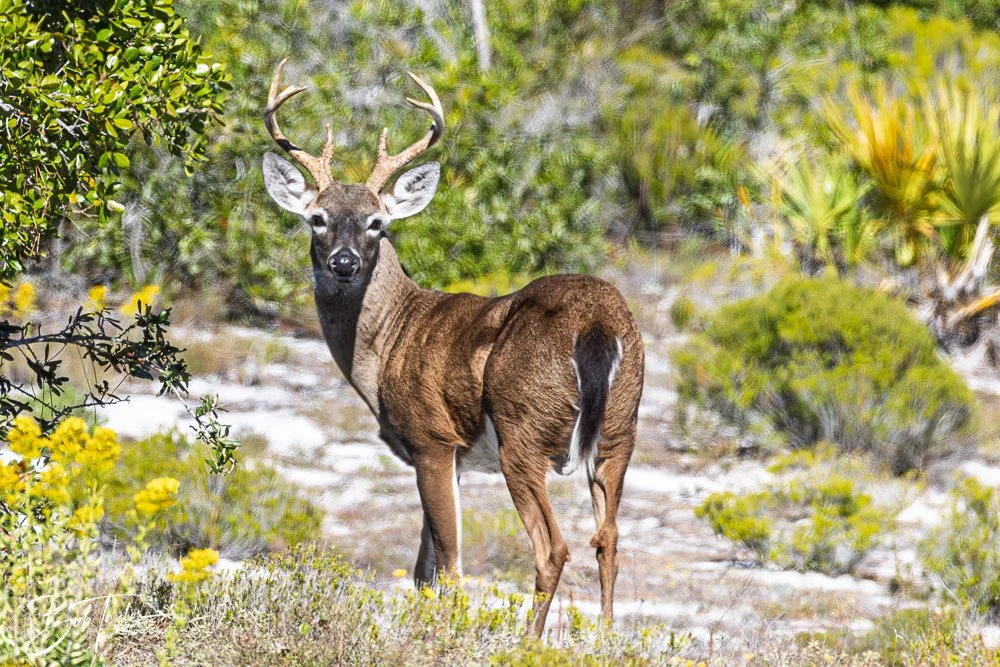 20251111-Cape San Blas All -37.jpg