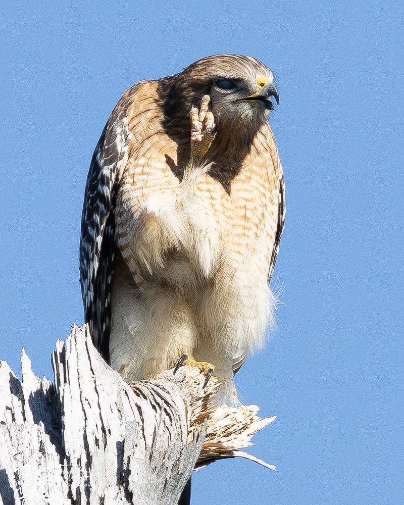 20251112-Cape San Blas All -99.jpg