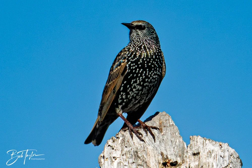 20251114-Cape San Blas All -179.jpg