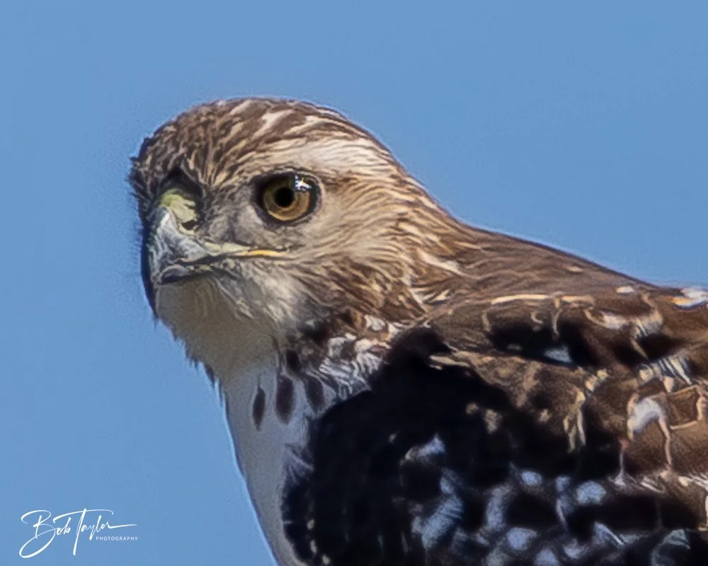 20251111-Cape San Blas All -43.jpg
