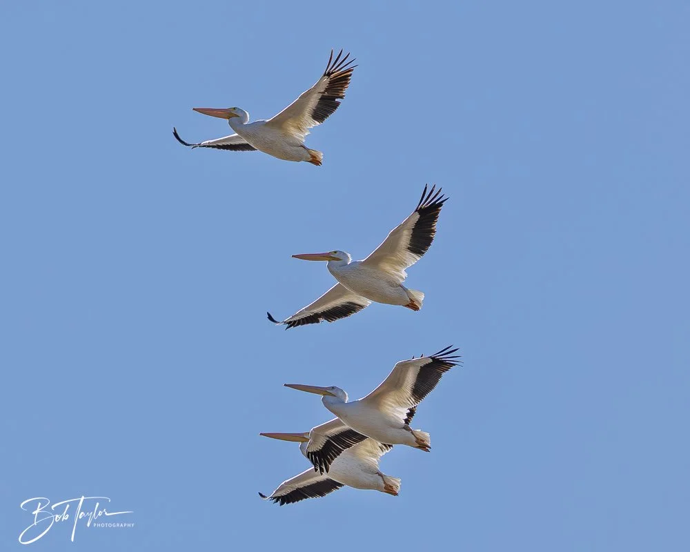 20251114-Cape San Blas All -175.jpg