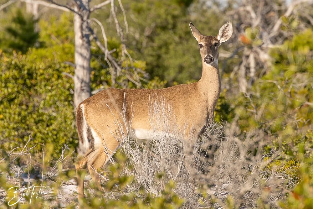 20251114-Cape San Blas All -216.jpg