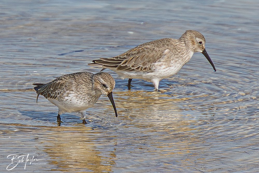 20251113-Cape San Blas All -141.jpg