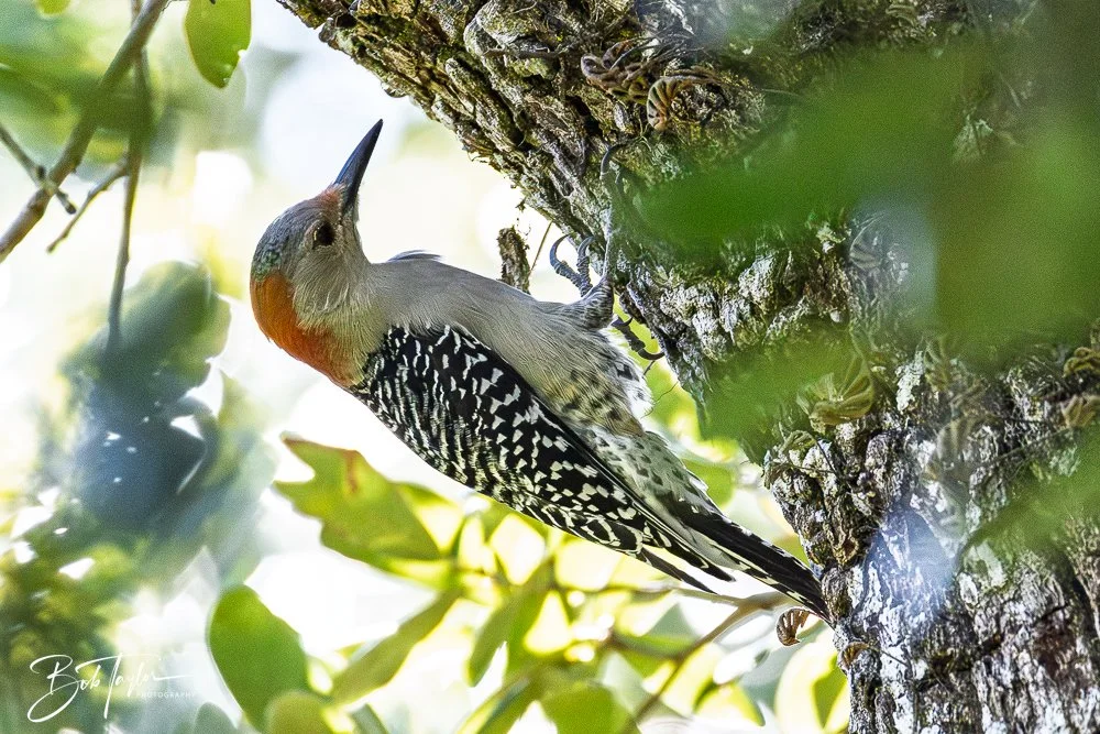 20251114-Cape San Blas All -209.jpg
