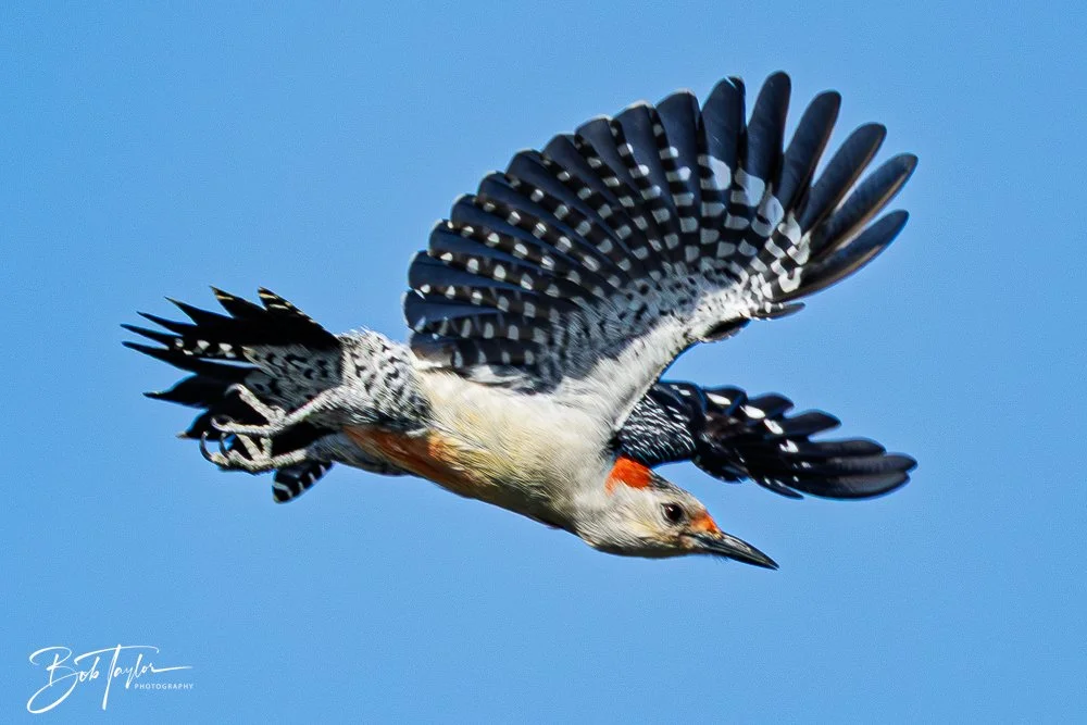 20251114-Cape San Blas All -184.jpg