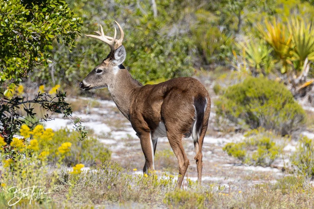 20251111-Cape San Blas All -36.jpg