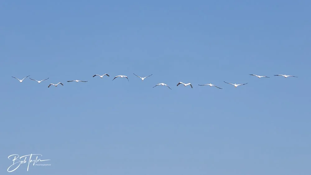 20251114-Cape San Blas All -177.jpg