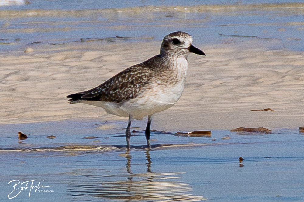 20251114-Cape San Blas All -203.jpg
