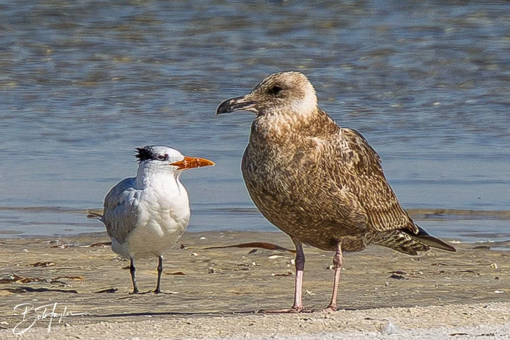 20251113-Cape San Blas All -144.jpg