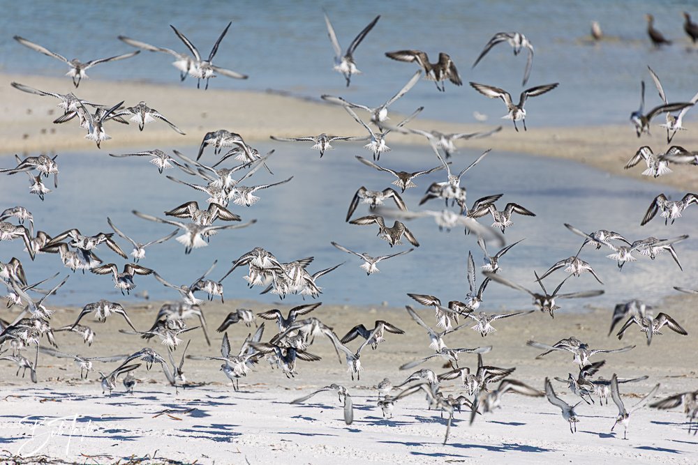 20251113-Cape San Blas All -126.jpg