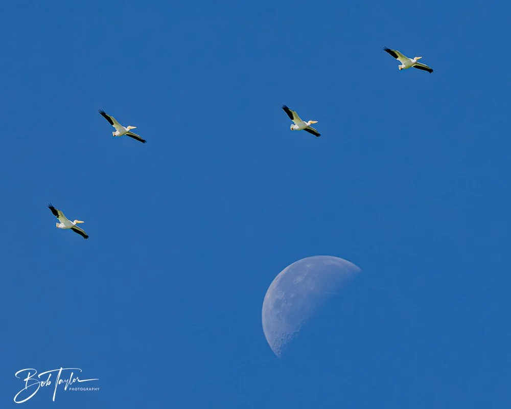 20251112-Cape San Blas All -84.jpg