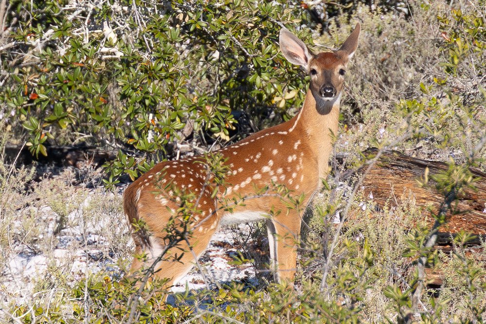 20251114-Cape San Blas All -211.jpg