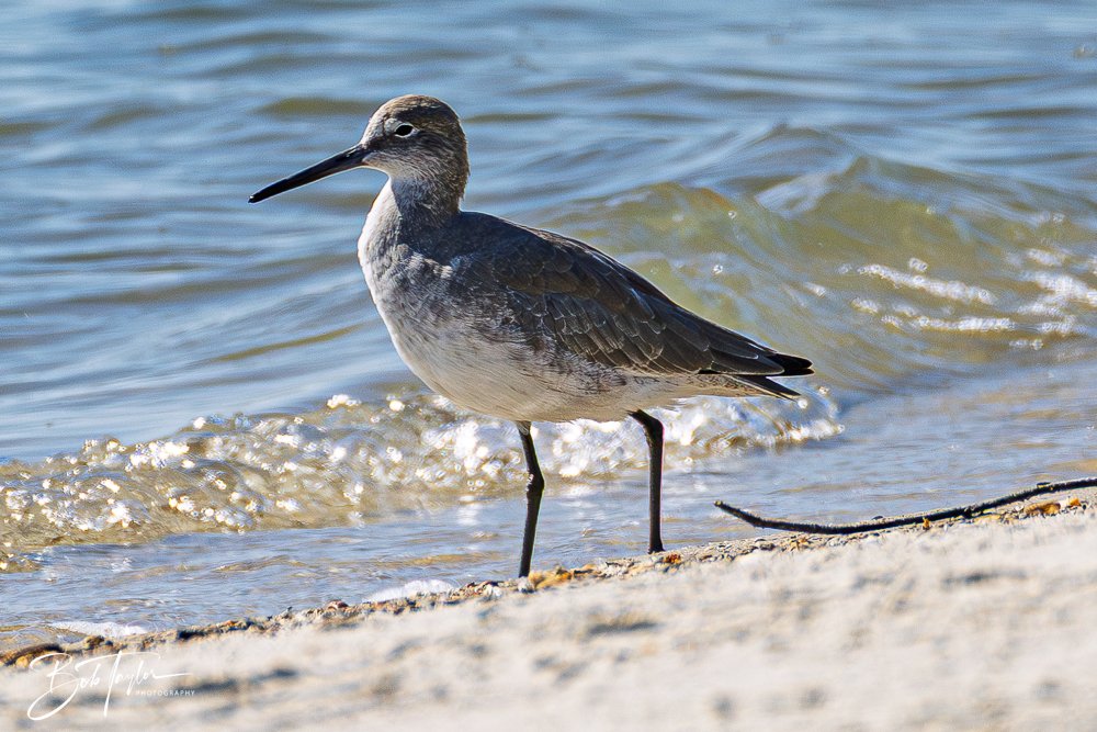 20251114-Cape San Blas All -186.jpg