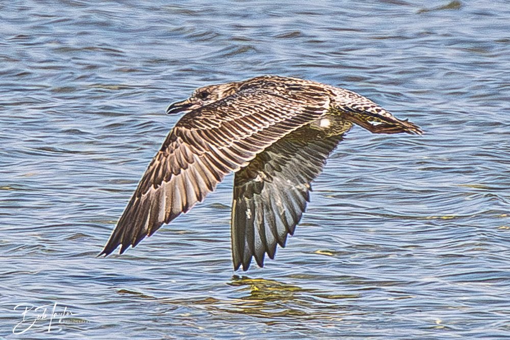 20251113-Cape San Blas All -138.jpg