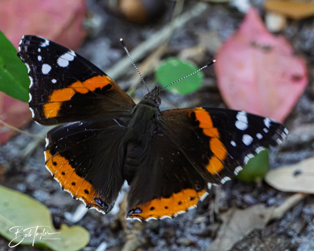 20251114-Cape San Blas All -201.jpg