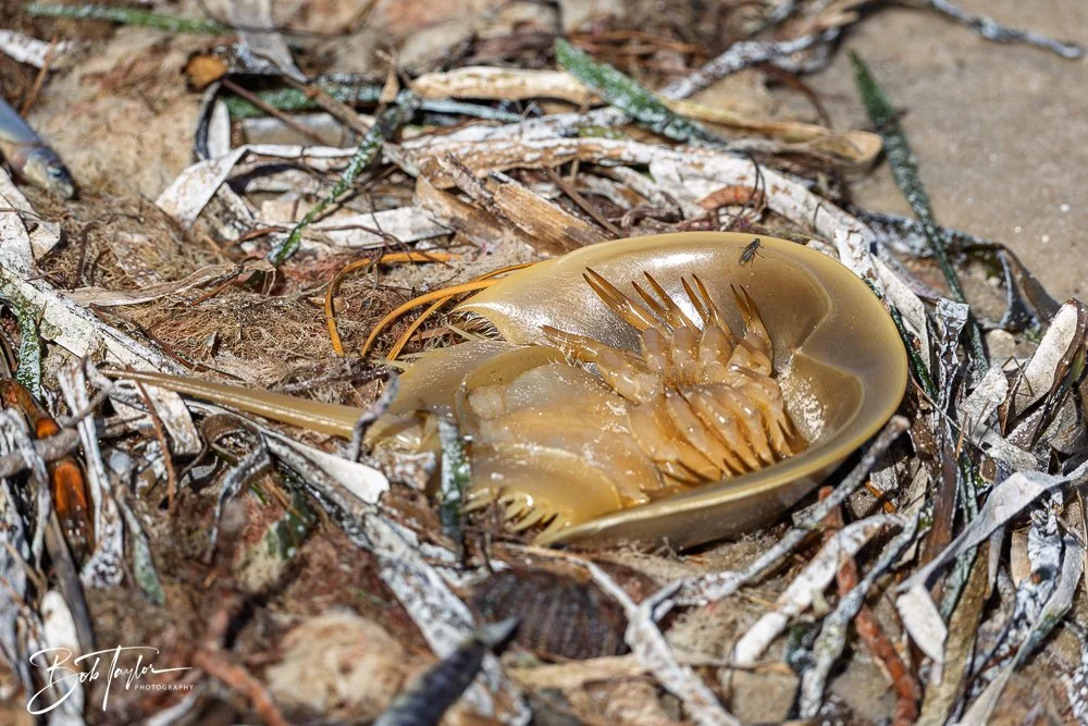 20251114-Cape San Blas All -207.jpg