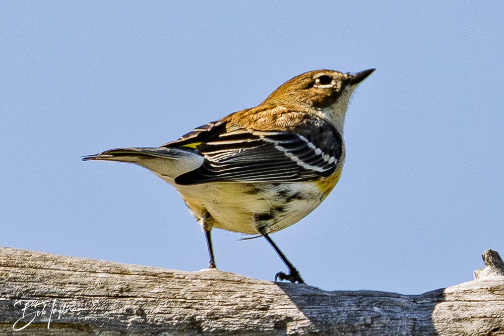 20251111-Cape San Blas All -29.jpg