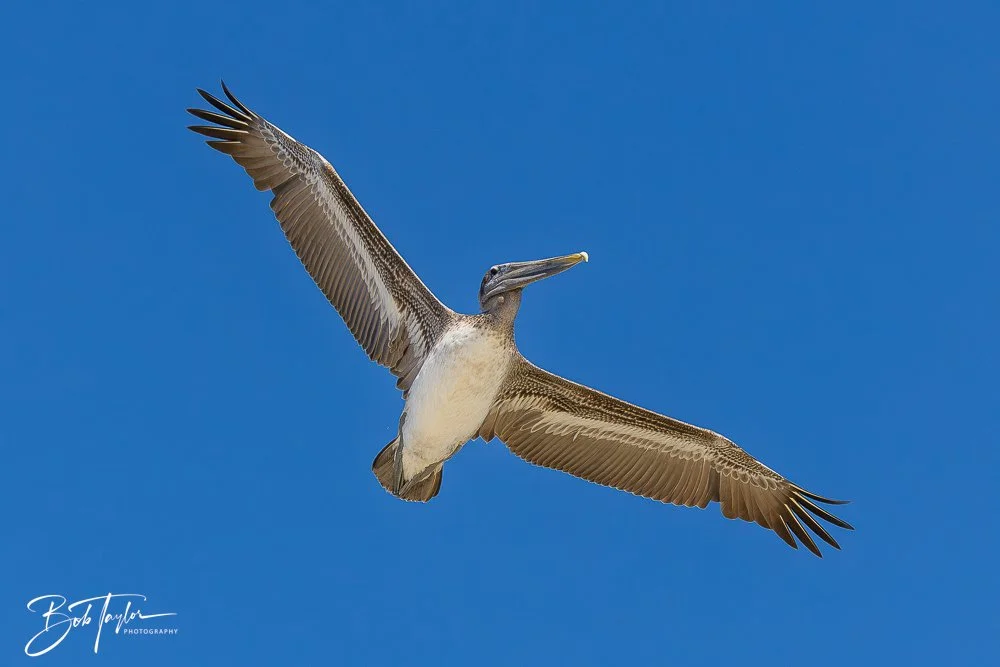 20251113-Cape San Blas All -151.jpg