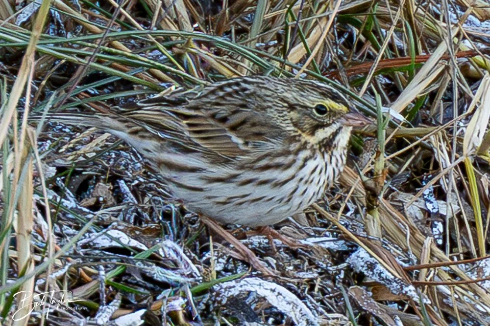 20251114-Cape San Blas All -225.jpg
