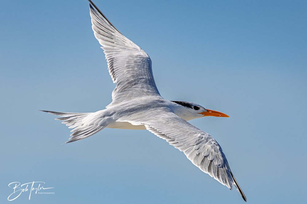 20251113-Cape San Blas All -146.jpg