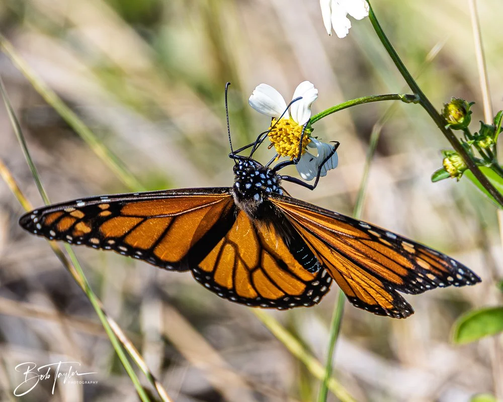 20251113-Cape San Blas All -122.jpg