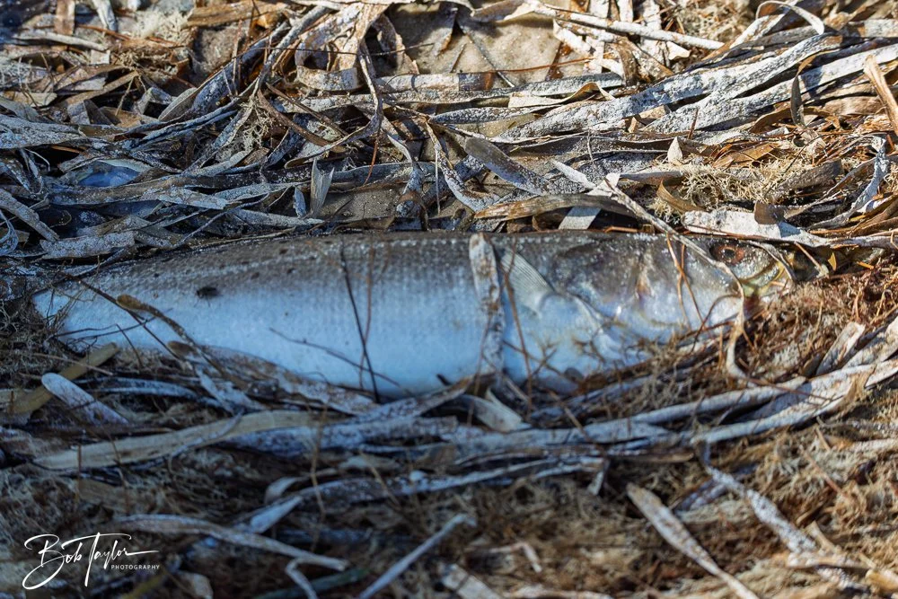 20251114-Cape San Blas All -205.jpg