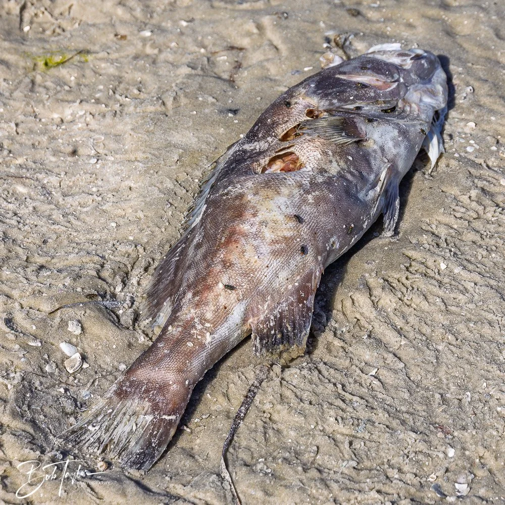 20251113-Cape San Blas All -145.jpg