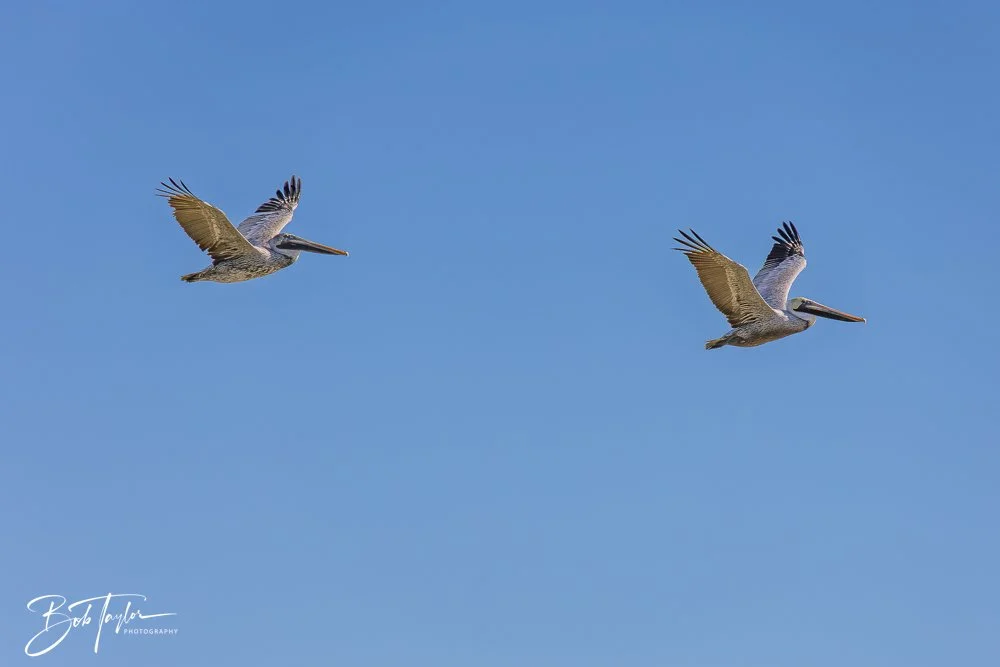 20251113-Cape San Blas All -150.jpg