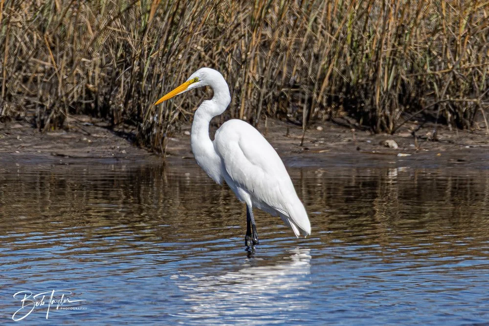 20251111-Cape San Blas All -47.jpg