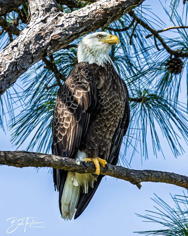 20251114-Cape San Blas All -195.jpg