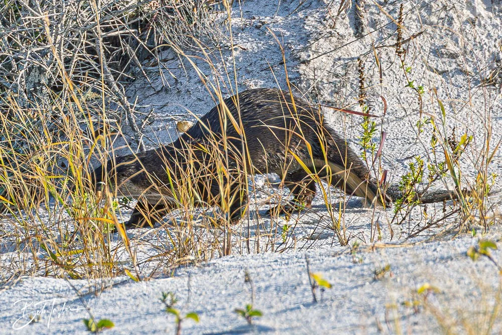20251109-Cape San Blas All -4.jpg