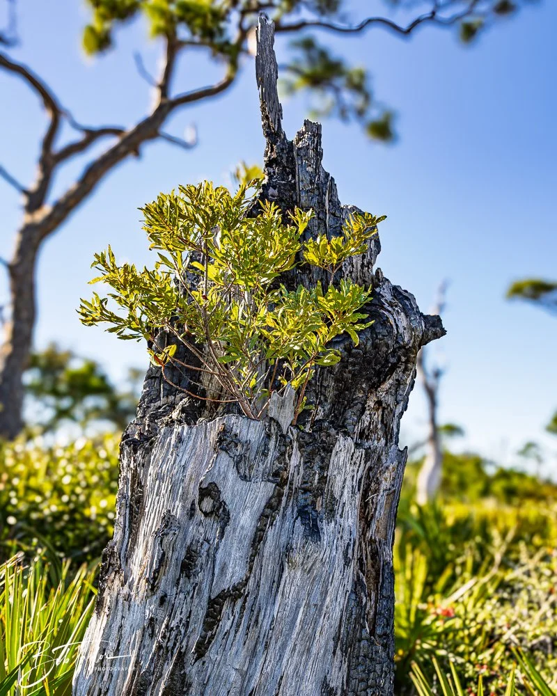 20251111-Cape San Blas All -55.jpg