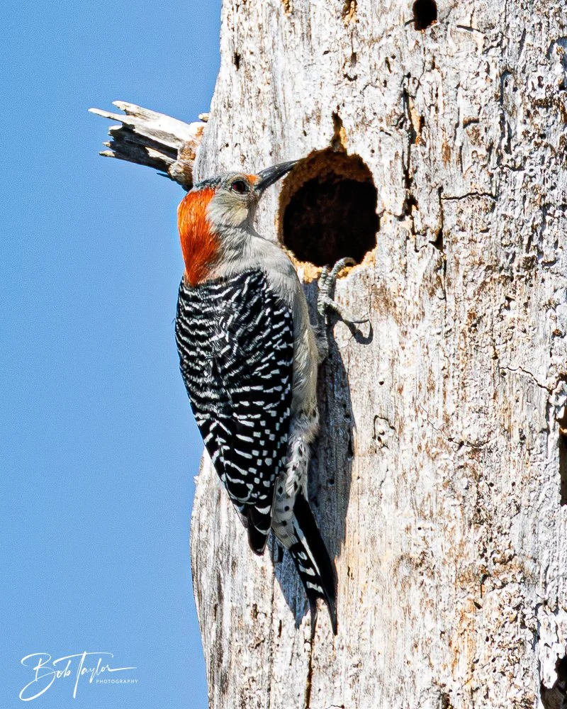 20251114-Cape San Blas All -183.jpg