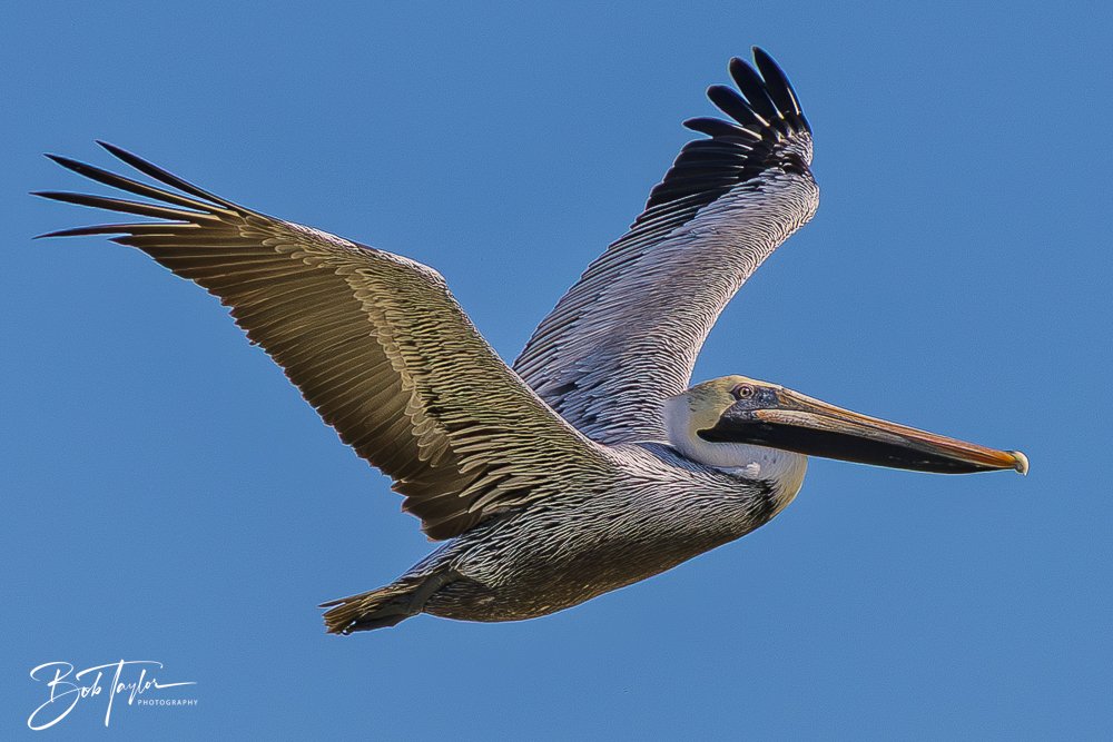 20251113-Cape San Blas All -149.jpg