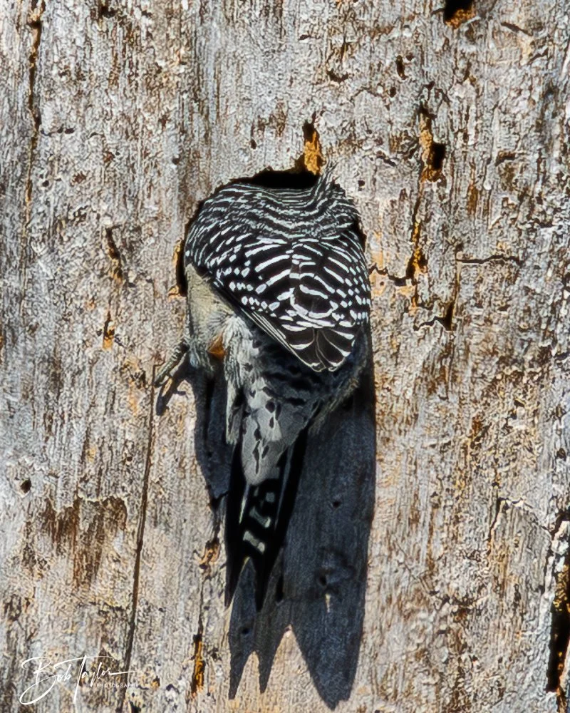 20251114-Cape San Blas All -181.jpg