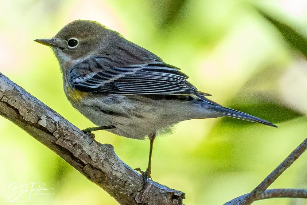 20251111-Cape San Blas All -30.jpg