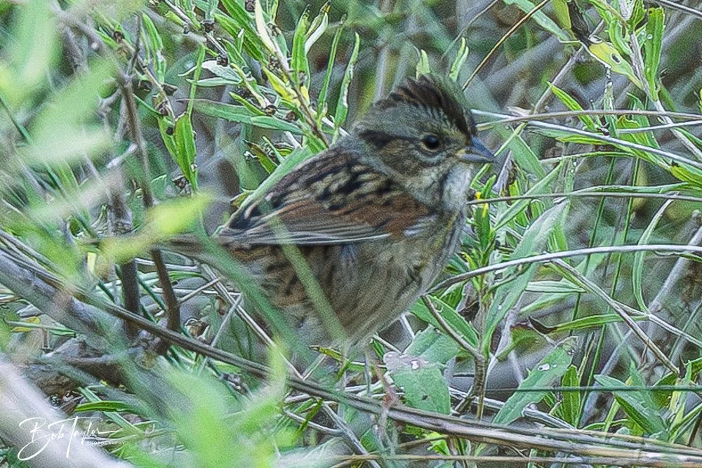 20251114-Cape San Blas All -224.jpg