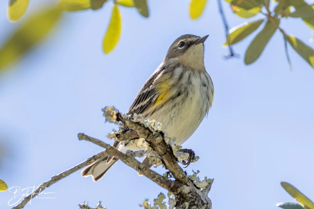 20251111-Cape San Blas All -31.jpg