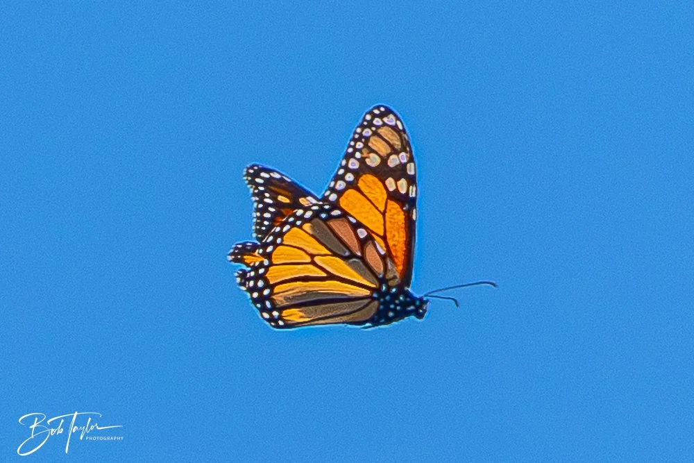 20251111-Cape San Blas All -44.jpg