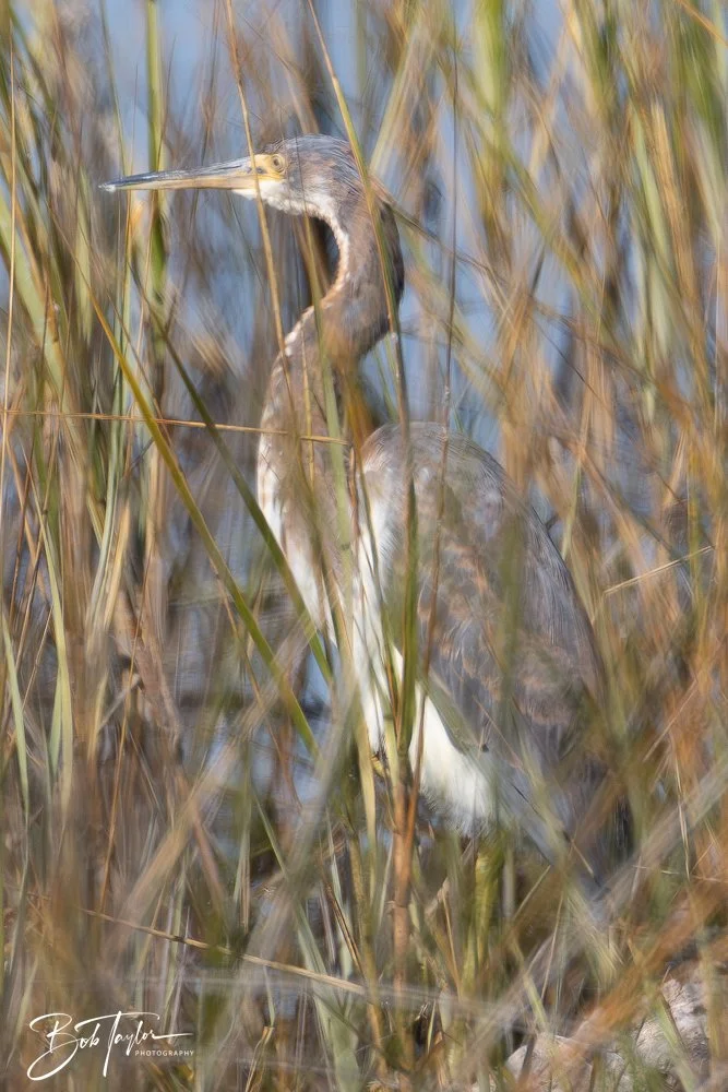 20251114-Cape San Blas All -178.jpg