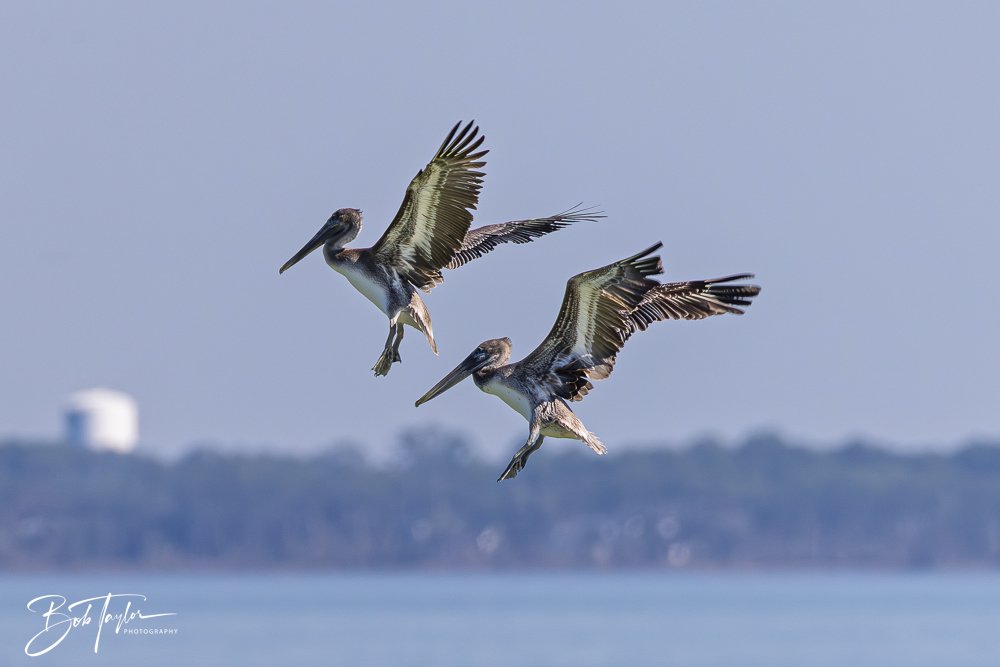 20251114-Cape San Blas All -202.jpg