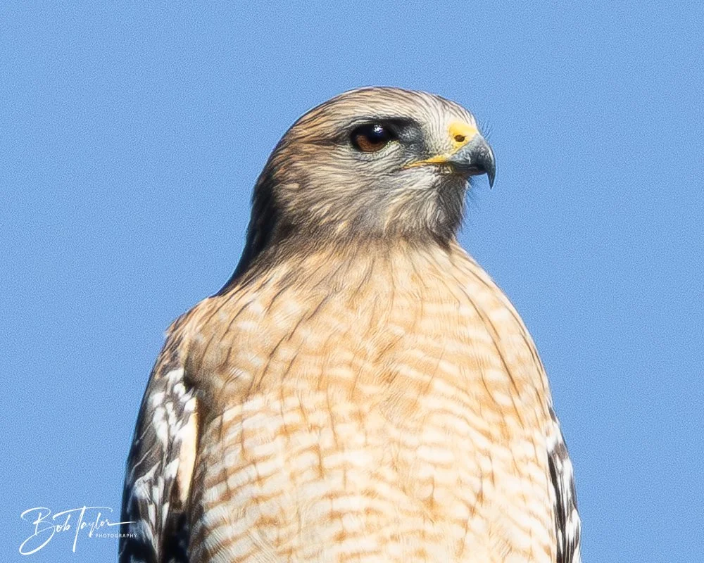 20251112-Cape San Blas All -98.jpg